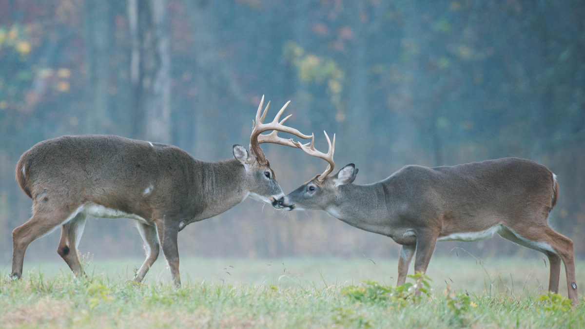 The False CWD: Cranial Abscess Syndrome