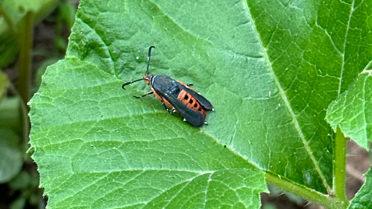 How to Get Rid of Squash Vine Borers without Pesticides