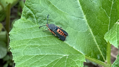 Squash vine borer moth with orange abdomen on a green squash leaf