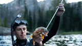 Man holding speared trout, wearing snorkel and wetsuit, in alpine lake