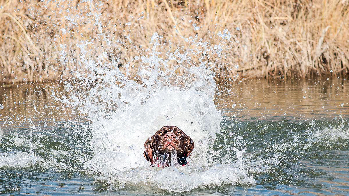 Ask a Vet: Mitigating Heat Exhaustion with Bird Dogs