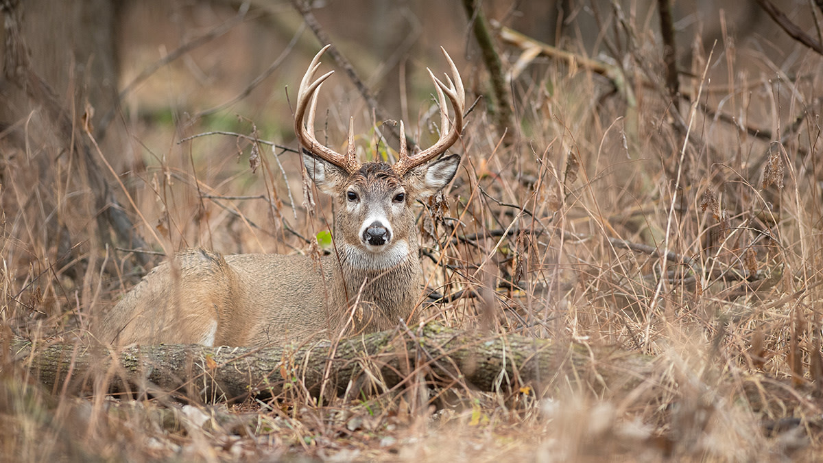 Rut Fresh Report: 11/25/21