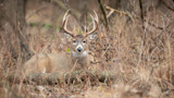 Whitetail buck with large antlers lying in dry grass and brush