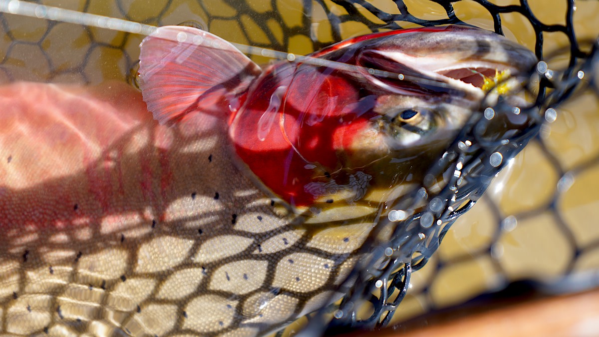 How the Supreme Court’s and EPA’s New Clean Water Act Guidelines Affect Hunters and Anglers