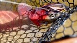 Trout with bright red gill entangled in black landing net, fishing line and water reflections visible