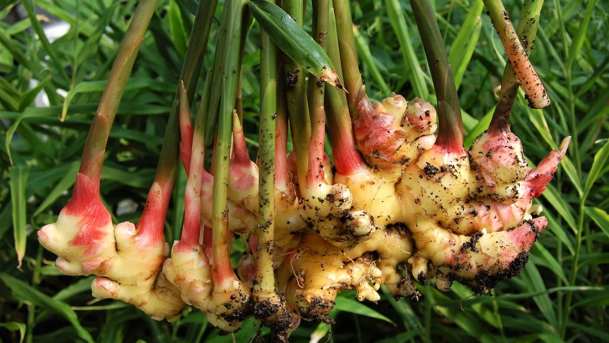 How to Grow Ginger
