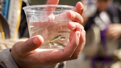 Three small salmon fry in a clear plastic cup held in hands