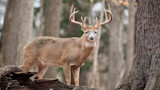 3 Hard Truths About Mature Bucks Most Hunters Don’t Understand