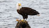 Bald eagle perched on algae-covered rock in water