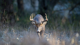 Whitetail buck with antlers walking through frosty grass toward camera at dawn
