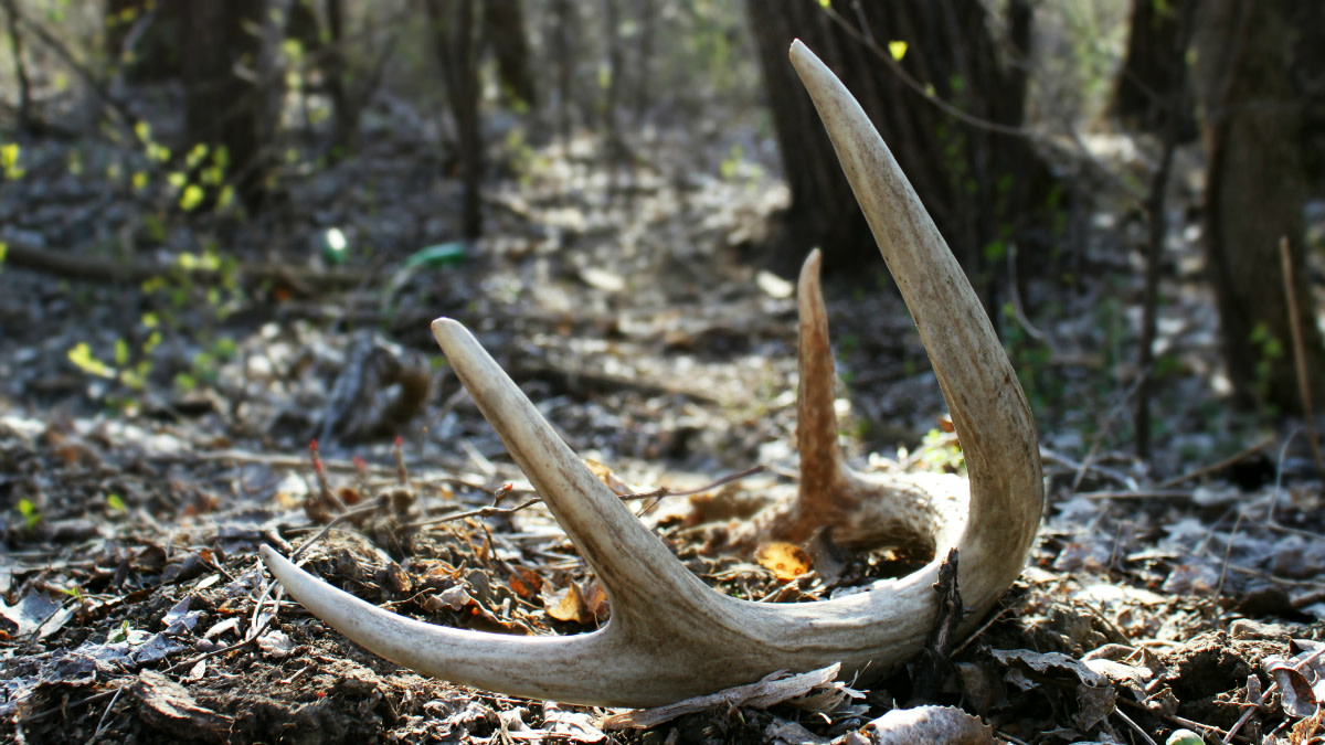 Why Whitetails are Shedding Early