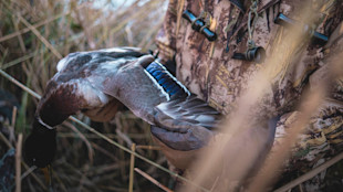 Hunter in camouflage holding mallard with blue wing patch and duck calls amid marsh reeds