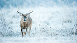White-tailed buck with antlers standing in frost-covered grass field