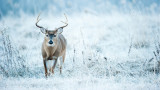How to Kill a Whitetail Buck During a Cold Front