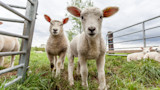 How to Choose the Right Sheep for Your Homestead