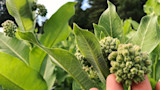 How to Forage Milkweed