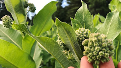 Close-up of green milkweed buds and leaves, fingers holding a bud cluster
