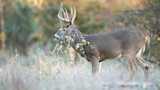 Buck with branch tangled in antlers standing in grassy field