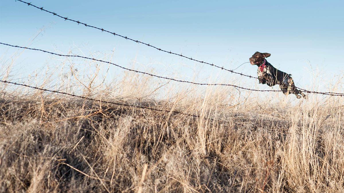 Ask A Vet: Bird Dog Field Care