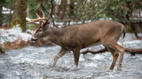 3 Places to Kill a Whitetail Buck at Midday