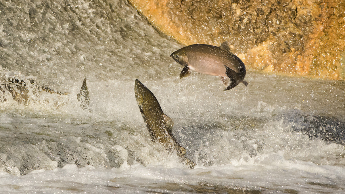 New Agreement Puts Snake River Dam Removals On Hold