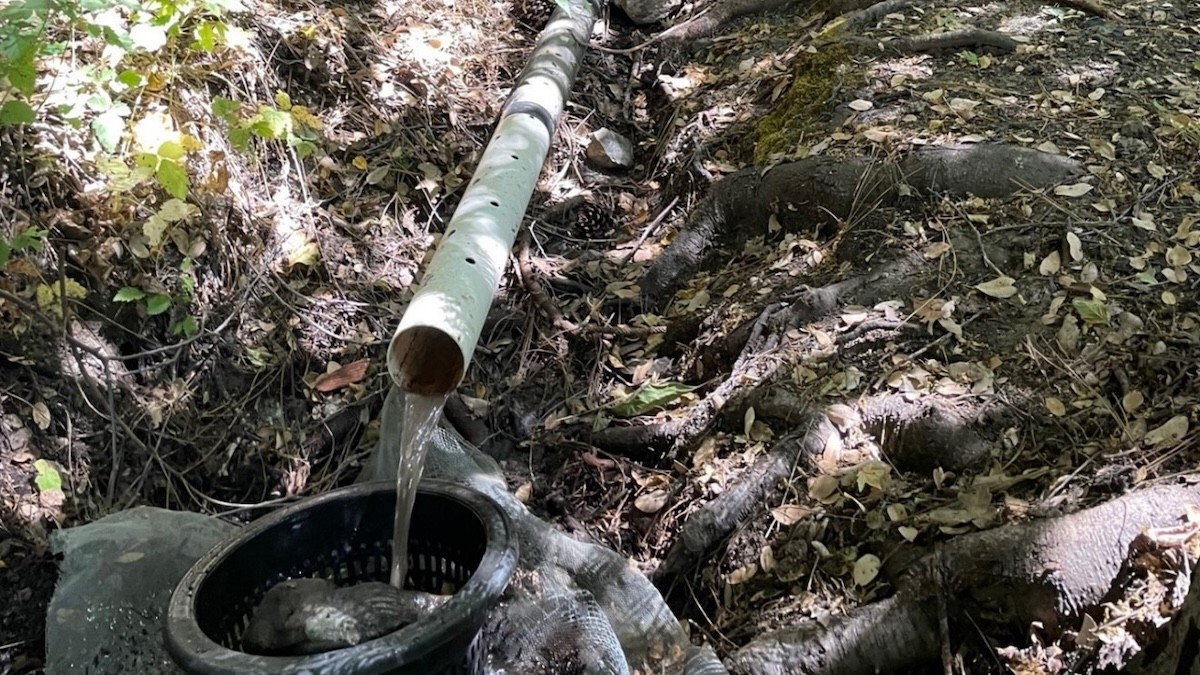 Illegal Cannabis Op Busted for Stealing Water from Famous Steelhead Rivers