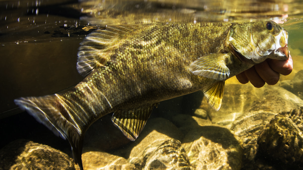 What are the Effects of Catching Spawning Bass?