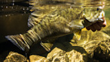 Smallmouth bass held underwater by a hand over a rocky streambed