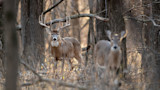 Mature whitetail buck with large antlers standing in leafless woods, blurred doe in foreground.