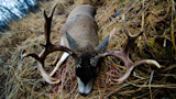 Kodiak December: A Hunt and a Blacktail of a Lifetime
