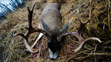 Large blacktail buck with wide antlers lying in dry grass