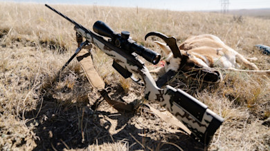 Rifle on bipod in dry grass beside pronghorn carcass