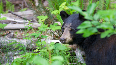 Black bear peering through green foliage in a forest, facing right