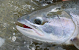 Rainbow trout head in water with open mouth showing red gills