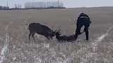 Two bucks locked antlers over a downed deer in a snowy field; man stands nearby