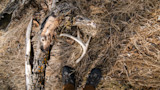 3 Places to Find Whitetail Sheds That Aren't Food Sources