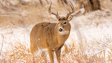 White-tailed buck with antlers standing in snow-covered grass