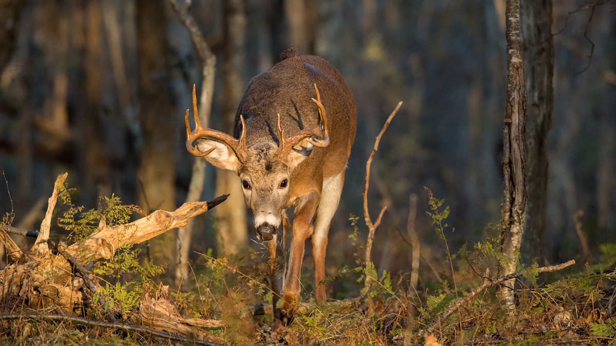 Clear-Cuts: Food Plots Of The Big Woods