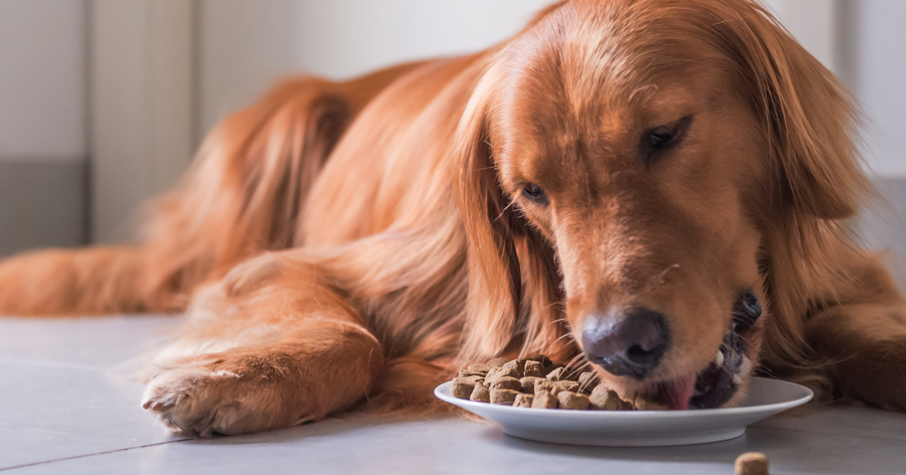 Un Golden Retriever étendu sur le plancher qui mange une assiette de Nourriture pour chiens grandes races poulet et riz brun PC Nutrition Première
