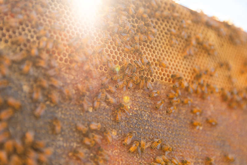 Bees HERO 1
