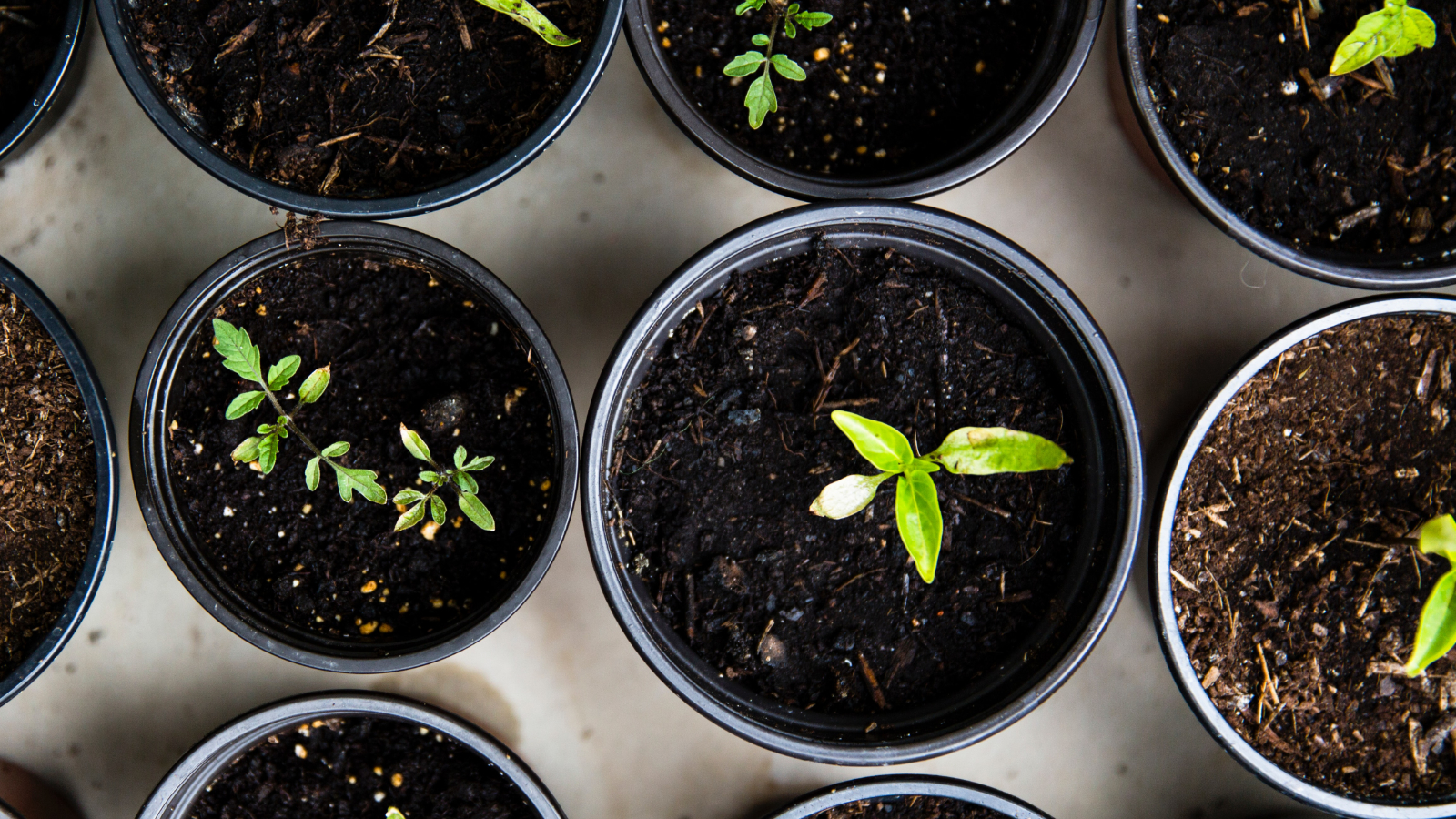 Personal Growth in marketing