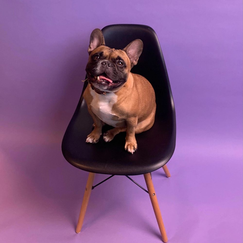 Dog posing on a chair