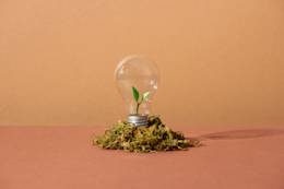 ampoule avec des feuilles de plantes à l'intérieur et planté sur le sol.