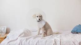 Dog with cone on bed.