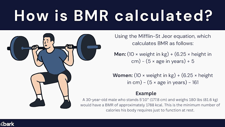 How is BMR calculated