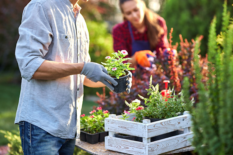 Man gardening