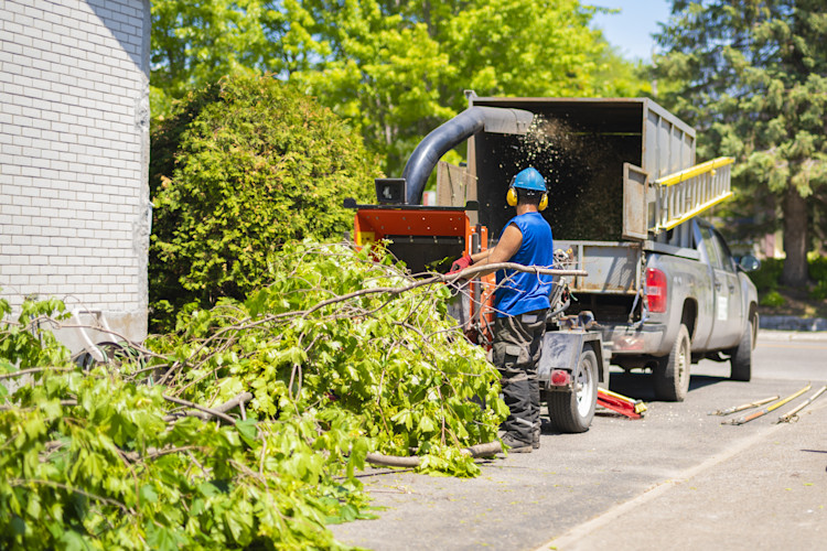 Tree Surgeon