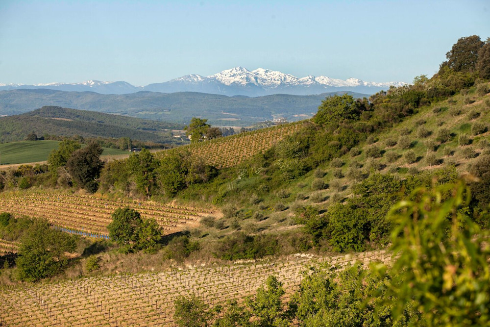 Down in the sun-soaked south of France, old vines thrive in wild, organic vineyards… with the Pyrenees bringing the drama in the distance.