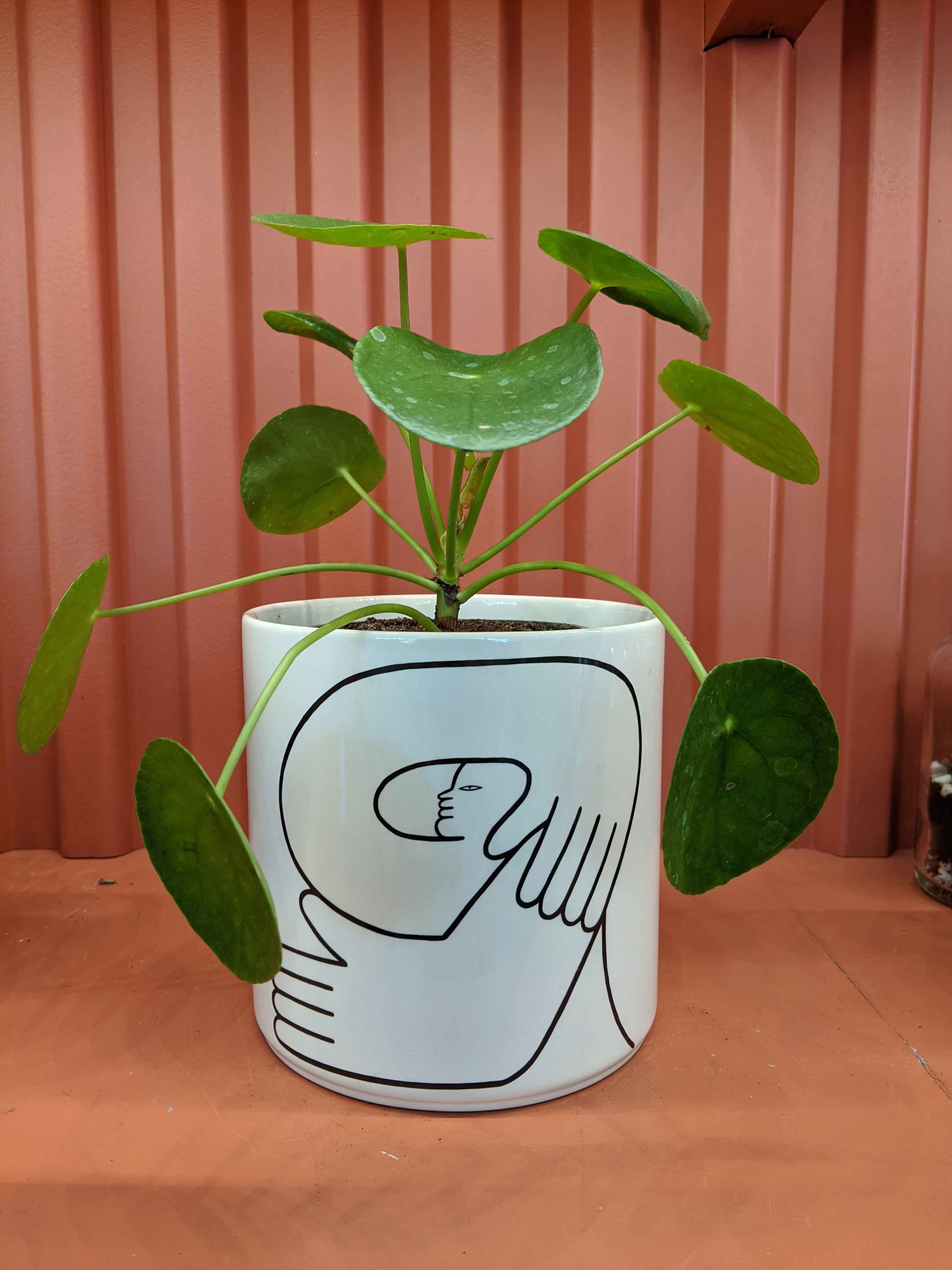 Pilea Pepperomia / Chinese Money Plant