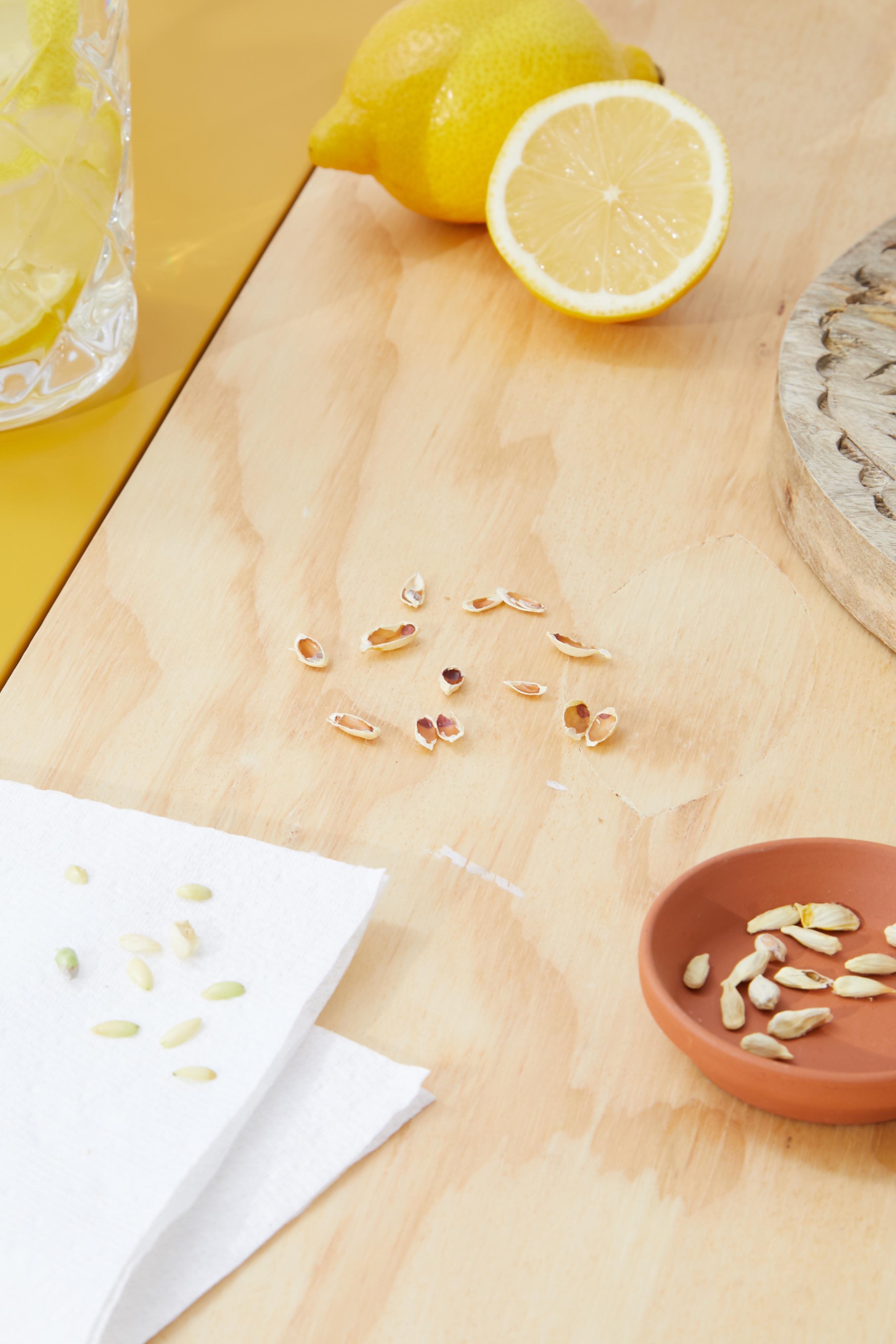 how to grow your own lemon tree